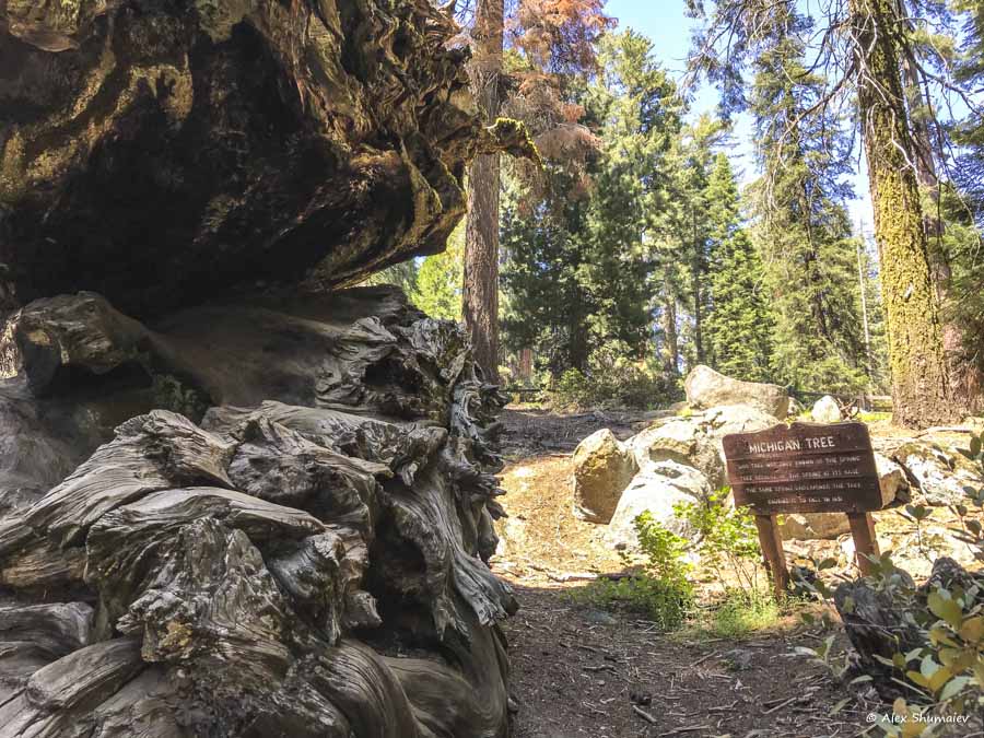 7-sequoia-general-grant-odna-iz-zhemchuzhin-na-territorii-parka-kings-canyon.jpg 7-sequoia-general-grant-odna-iz-zhemchuzhin-na-territorii-parka-kings-canyon.jpg