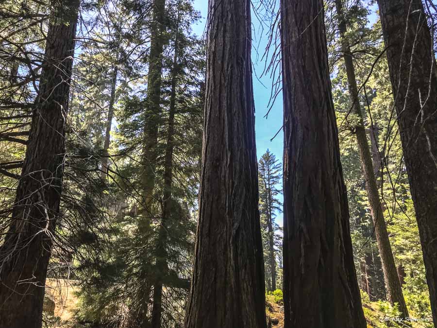 8-sequoia-general-grant-odna-iz-zhemchuzhin-na-territorii-parka-kings-canyon.jpg 8-sequoia-general-grant-odna-iz-zhemchuzhin-na-territorii-parka-kings-canyon.jpg