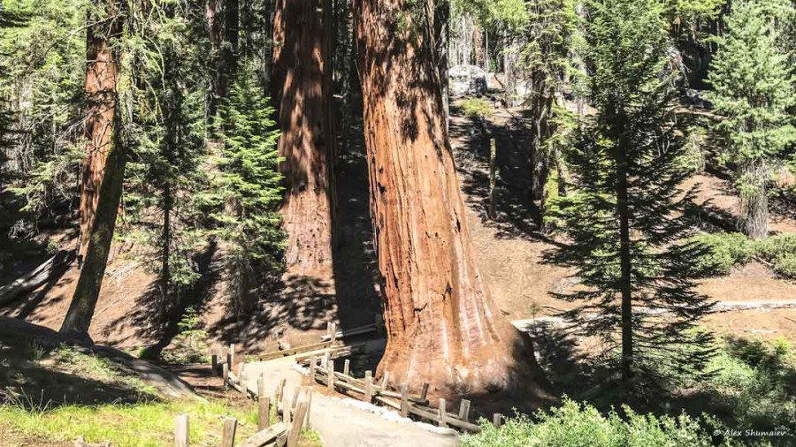 9-gigantskiy-les-sequoia-general-sherman-i-tropa.jpg 9-gigantskiy-les-sequoia-general-sherman-i-tropa.jpg