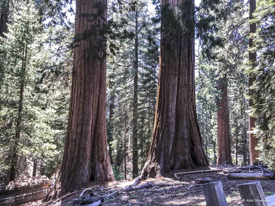 9-sequoia-general-grant-odna-iz-zhemchuzhin-na-territorii-parka-kings-canyon.jpg 9-sequoia-general-grant-odna-iz-zhemchuzhin-na-territorii-parka-kings-canyon.jpg