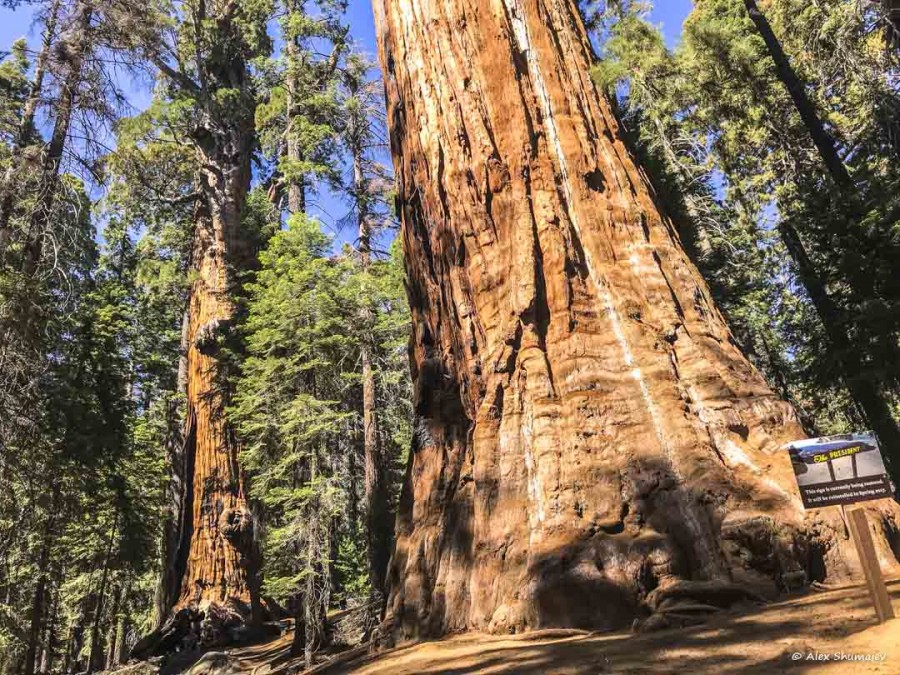 gigantskiy-les-sequoia-general-sherman-i-tropa.jpg gigantskiy-les-sequoia-general-sherman-i-tropa.jpg