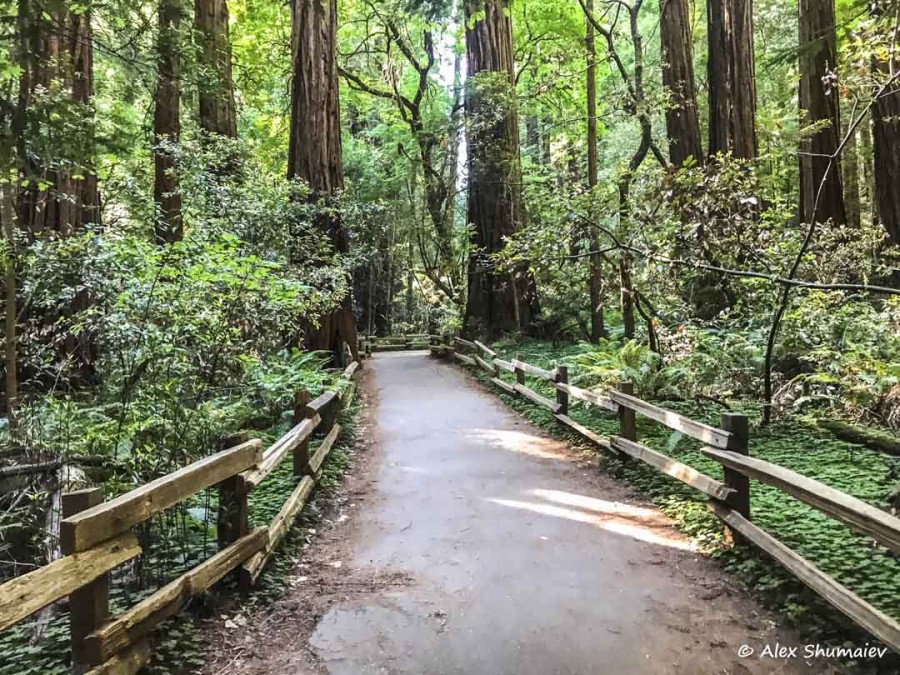 muir-woods-skazka-okolo-san-francisco.jpg